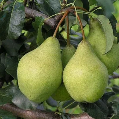 Груша ОРЛОВСКАЯ ЛЕТНЯЯ в Коломне