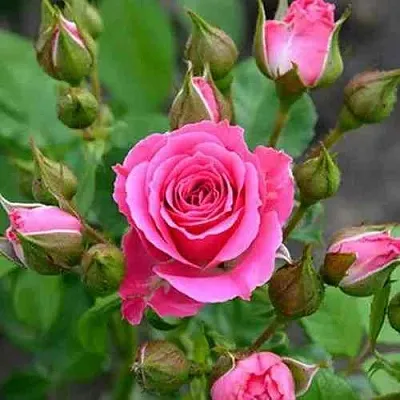 Саженцы роз ЛАВЛИ ЛИДИЯ спрей  Саженцы роз ЛАВЛИ ЛИДИЯ спрей в Коломне