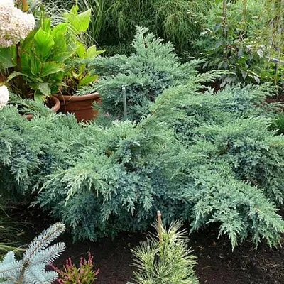 Можжевельник БЛЮ ШВЕД (СВИД) чешуйчатый  Можжевельник БЛЮ ШВЕД (СВИД) чешуйчатый в Коломне