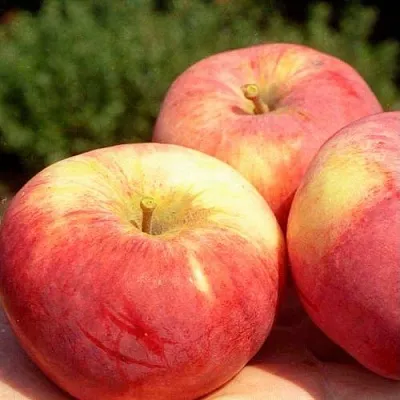 Яблоня ОРЛОВИМ в Коломне