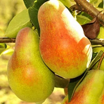 Груша РУССКАЯ КРАСАВИЦА (КРАСАВИЦА ЧЕРНЕНКО)  Груша РУССКАЯ КРАСАВИЦА (КРАСАВИЦА ЧЕРНЕНКО) в Коломне