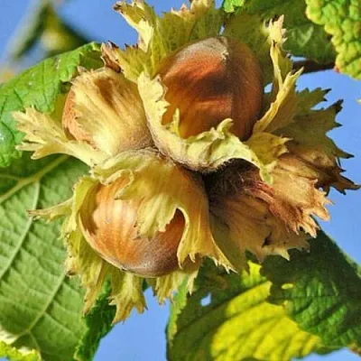 Фундук ТОНДА РОМАНА в Коломне