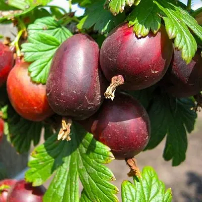 Крыжовник ЧЕРНОСЛИВОВЫЙ  Крыжовник ЧЕРНОСЛИВОВЫЙ в Коломне