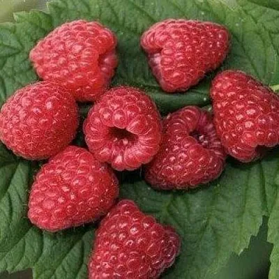 Малина ЗЮГАНА  Малина ЗЮГАНА в Коломне