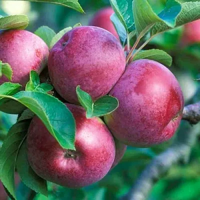 Яблоня СПАРТАН в Коломне