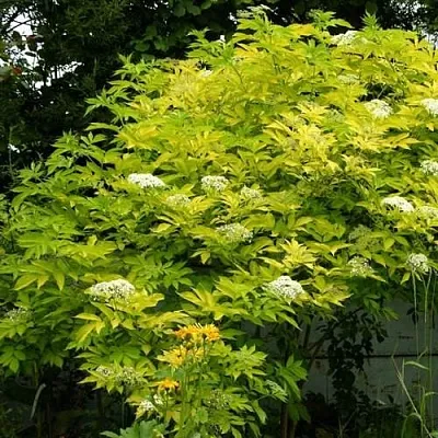 Бузина черная АУРЕА  Бузина черная АУРЕА в Коломне