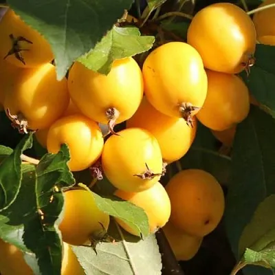 Яблоня ГОЛДЕН ХОРНЕТ декоративная  Яблоня ГОЛДЕН ХОРНЕТ декоративная в Коломне