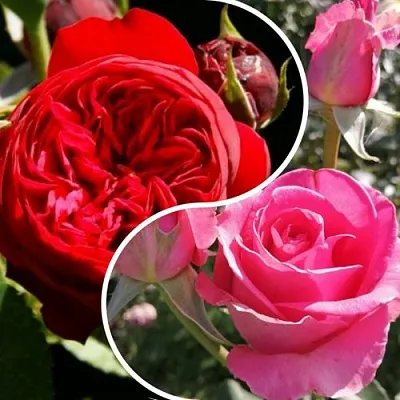 Комплект РОМАНТИЧЕСКИЙ БУКЕТ в Коломне