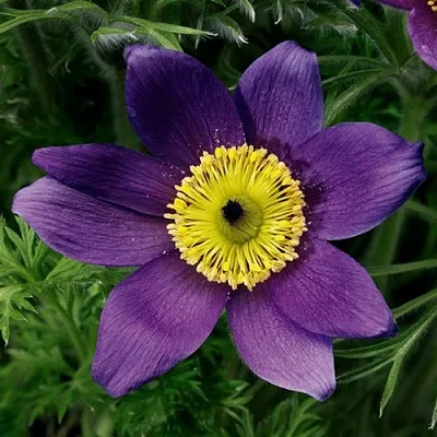 Прострел ПИНВИЛ БЛЮ ШЕЙДЕС в Коломне