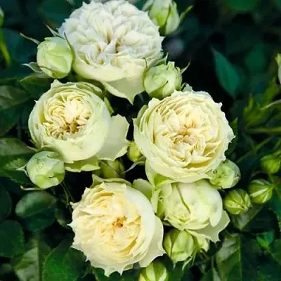 Саженцы роз БЛАНШЕТТ спрей  Саженцы роз БЛАНШЕТТ спрей в Коломне