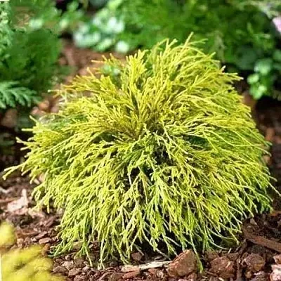 Кипарисовик ВАВЕЛ горохоплодный  Кипарисовик ВАВЕЛ горохоплодный в Коломне