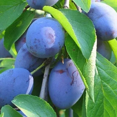 Слива ПЕРДРИГОН  Слива ПЕРДРИГОН в Коломне