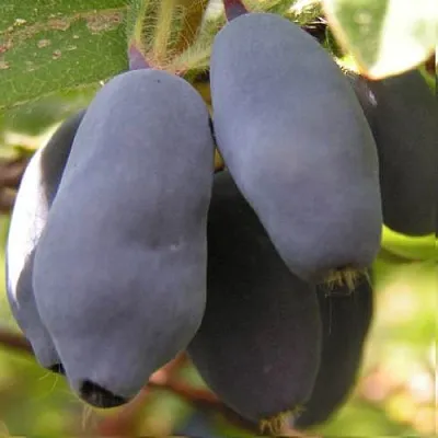 Жимолость съедобная КРУПНОПЛОДНАЯ  Жимолость съедобная КРУПНОПЛОДНАЯ в Коломне