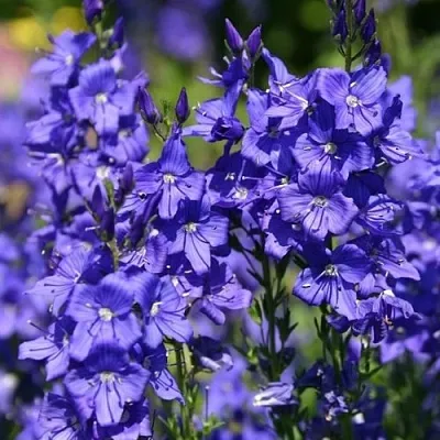 Вероника австрийская в Коломне