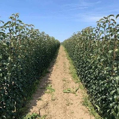 Саженцы почтой и ТК в Коломне