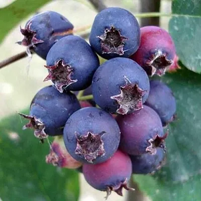 Ирга SLEYT в Коломне