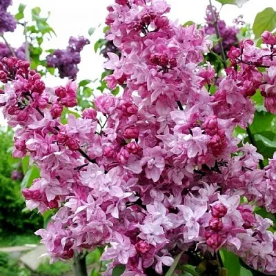 Сирень ОЛИМПИАДА КОЛЕСНИКОВА в Коломне