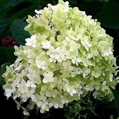 Гортензия СТЕРИЛИС древовидная   Гортензия СТЕРИЛИС древовидная  в Коломне