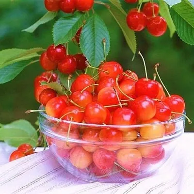 Черешня НАСЛАЖДЕНИЕ  Черешня НАСЛАЖДЕНИЕ в Коломне