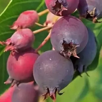 Ирга MANDAN в Коломне