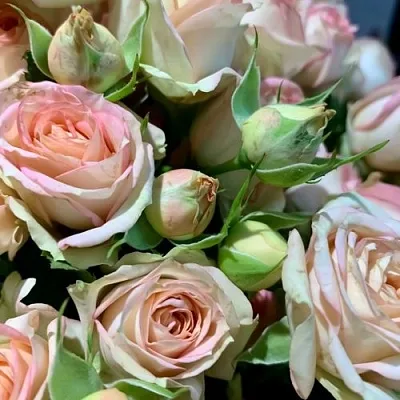 Саженцы роз АЗОРЕ спрей  Саженцы роз АЗОРЕ спрей в Коломне