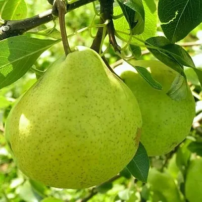 Груша ДАЛИКОР колонновидная  Груша ДАЛИКОР колонновидная в Коломне