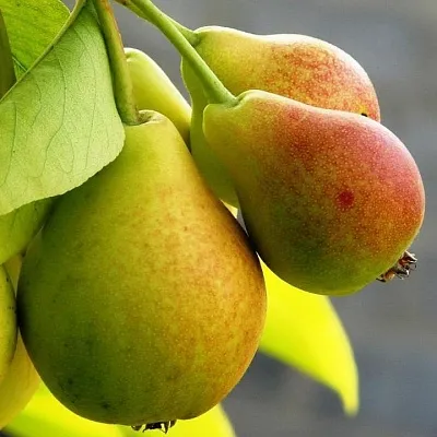 Груша  Груша в Коломне