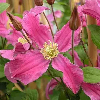 Клематис ИНСПИРЕЙШН ЗОЙН в Коломне