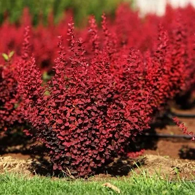 Барбарис ОРАНЖ РОКЕТ тунберга в Коломне