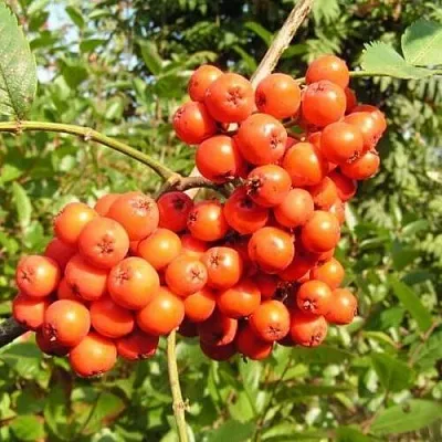 Рябина КОНЦЕНТРА сладкоплодная в Коломне