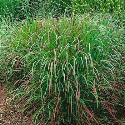 Просо РЕБРАУН прутьевидное в Коломне