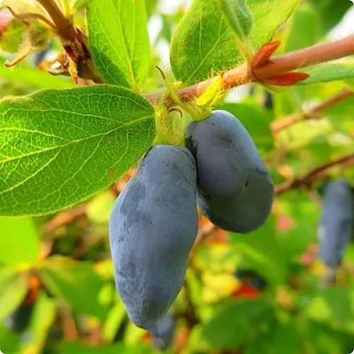 Жимолость съедобная БОРЕАЛ БЛИЗЗАРД (СЕВЕРНАЯ МЕТЕЛЬ)  Жимолость съедобная БОРЕАЛ БЛИЗЗАРД (СЕВЕРНАЯ МЕТЕЛЬ) в Коломне