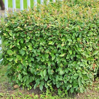 Кизильник блестящий в Коломне