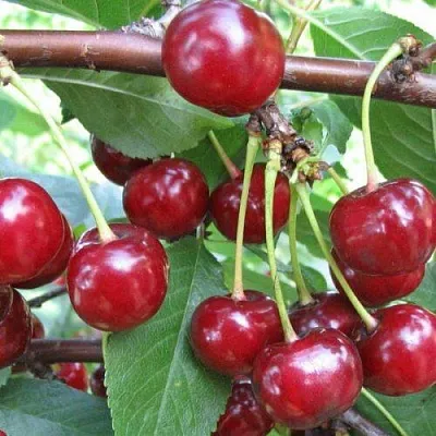 Вишня ТУРГЕНЕВКА  Вишня ТУРГЕНЕВКА в Коломне