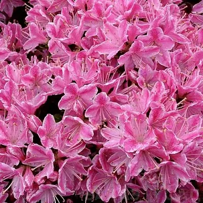 Азалия КЕРМЕСИНА РОУЗ японская в Коломне