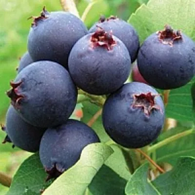 Ирга  Ирга в Коломне