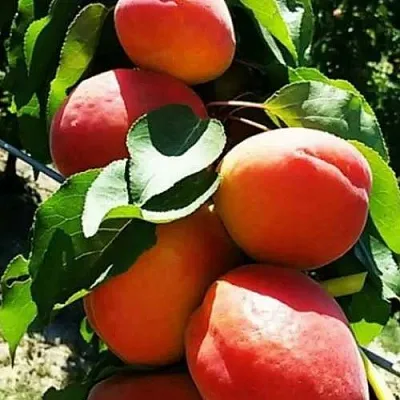 Абрикос ДЖУМБО КОТ  Абрикос ДЖУМБО КОТ в Коломне