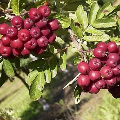 Рябина БУРКА сладкоплодная в Коломне