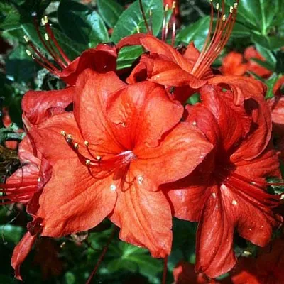 Азалия ДОЛОРОСО листопадная  Азалия ДОЛОРОСО листопадная в Коломне