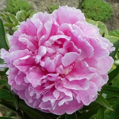 Пион РИМ травянистый  Пион РИМ травянистый в Коломне