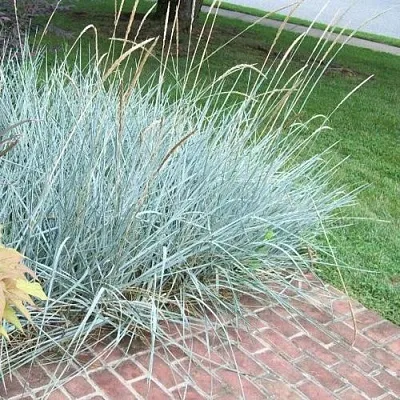 Элимус БЛЮ ДЮН песчаный в Коломне