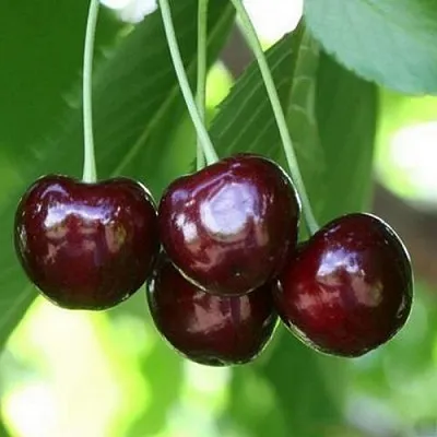 Черешня ЛЕНИНГРАДСКАЯ ЧЁРНАЯ  Черешня ЛЕНИНГРАДСКАЯ ЧЁРНАЯ в Коломне