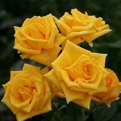 Саженцы роз ШАНИ спрей  Саженцы роз ШАНИ спрей в Коломне