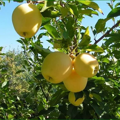 Яблоня ГОЛДЕН МИЛЛЕНИУМ  Яблоня ГОЛДЕН МИЛЛЕНИУМ в Коломне