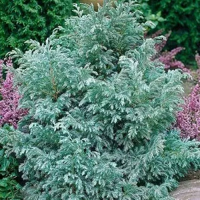 Кипарисовик БУЛЕВАРД горохоплодный  Кипарисовик БУЛЕВАРД горохоплодный в Коломне