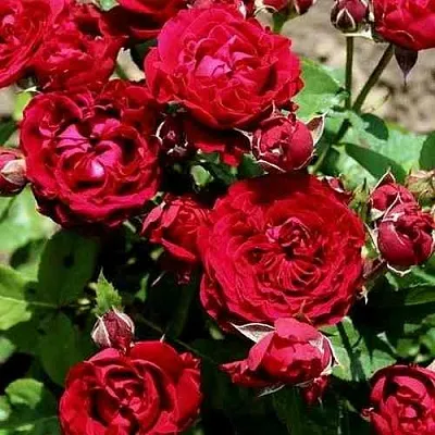 Саженцы роз ТАМАНГО спрей  Саженцы роз ТАМАНГО спрей в Коломне