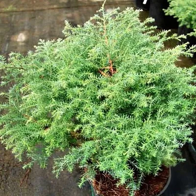 Кипарисовик СКВАРРОЗА горохоплодный  Кипарисовик СКВАРРОЗА горохоплодный в Коломне