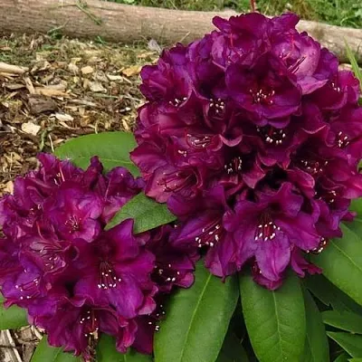 Рододендрон ПОЛАРНАХТ  Рододендрон ПОЛАРНАХТ в Коломне