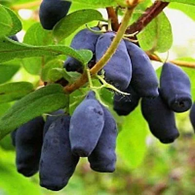 Жимолость съедобная МОСКОВСКАЯ в Коломне