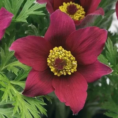 Прострел ПИНВИЛ РЕД ШЕЙДЕС в Коломне